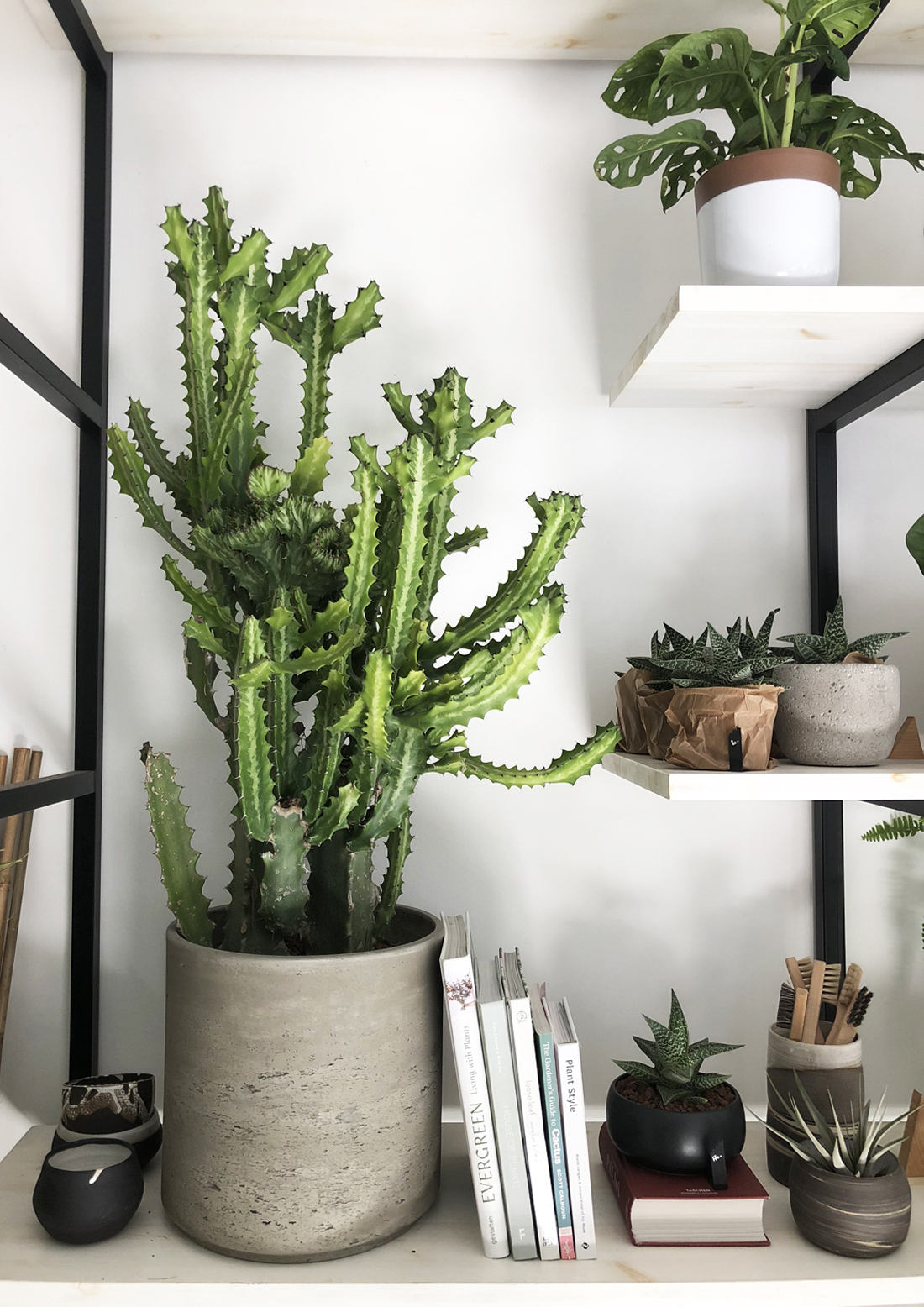 we love plants, urban jungle, חנות צמחים, צמחי בית, צמחיה, עציצים, צמחים בעיצוב הבית